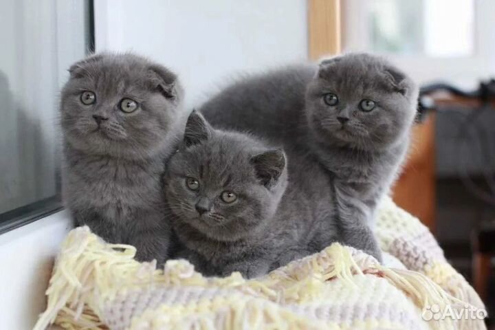 Шотландские плюшевые котята