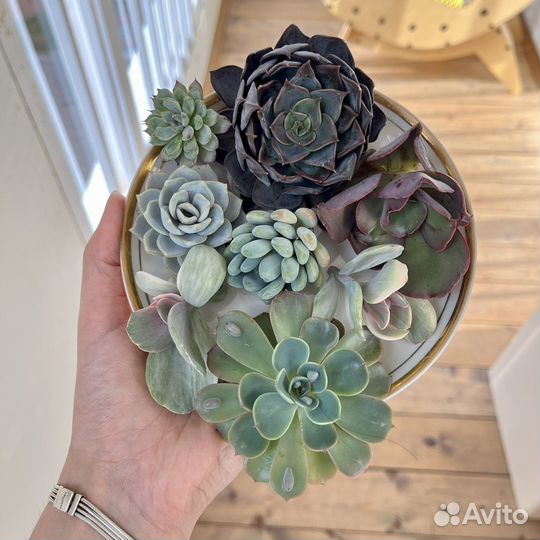 Набор суккулентов