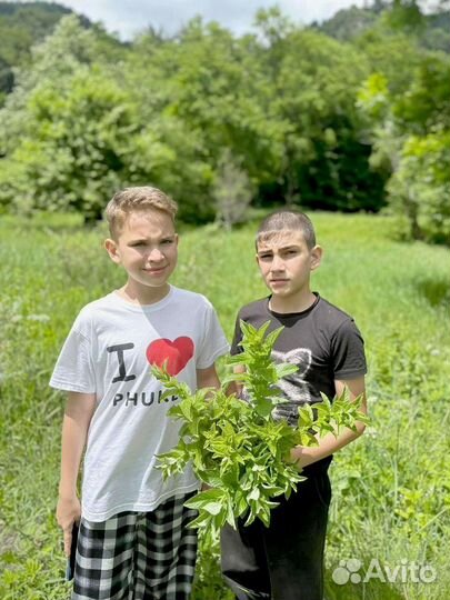 Путевка в детский лагерь