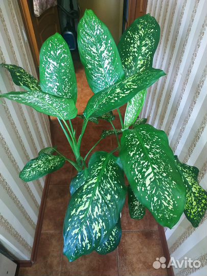 Диффенбахия