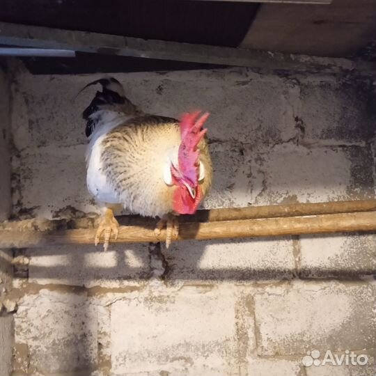 Продаются петухи