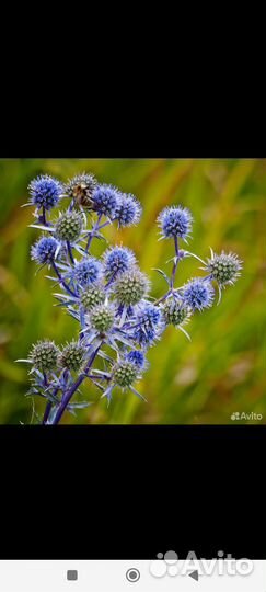 Семена свои