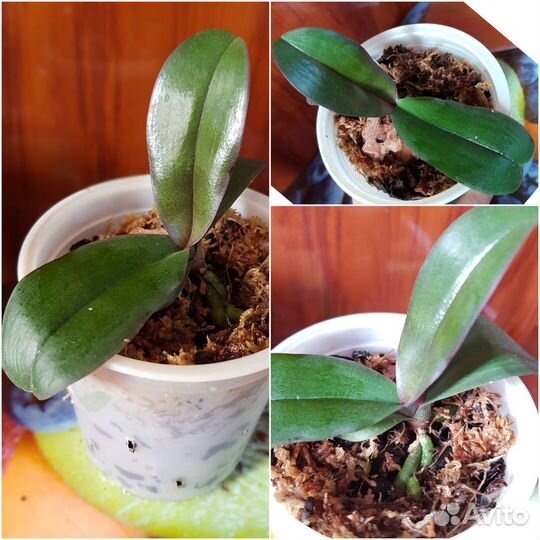 Орхидея фаленопсис