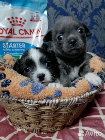 Щенки чихуахуа