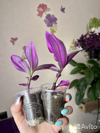 Традесканция Нанук - оригинал сорта