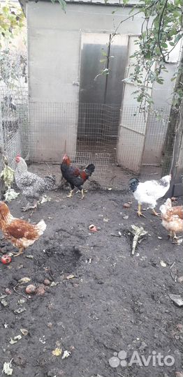 Продаю молодых петухов