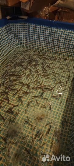 Живец карась,плотва