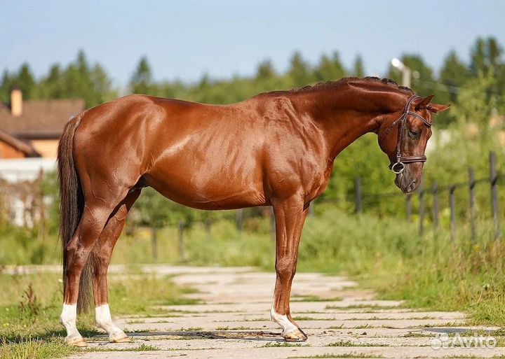Лошади и пони в спорт,разведение,под любителя