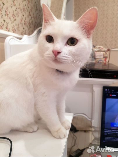 Кошка в добрые руки