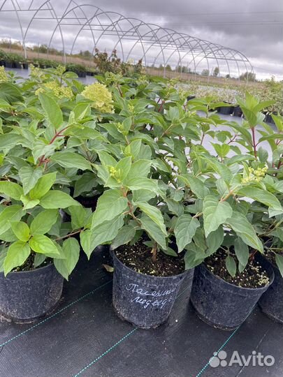 Гортензии метельчатные разных сортов