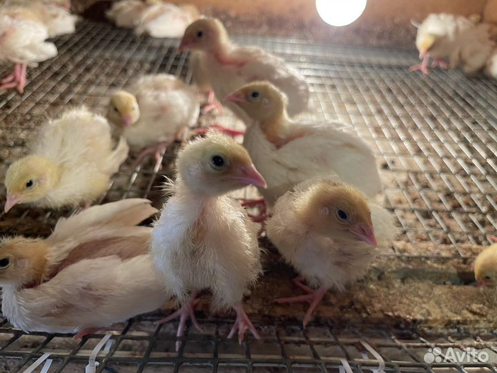 Перепела Техасский перепел