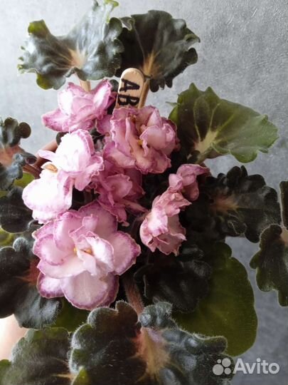 Сортовые фиалки