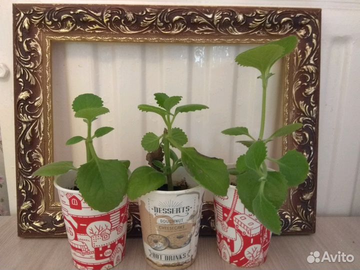 Продам мяту