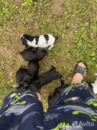 Щенки русского охотничего спаниеля