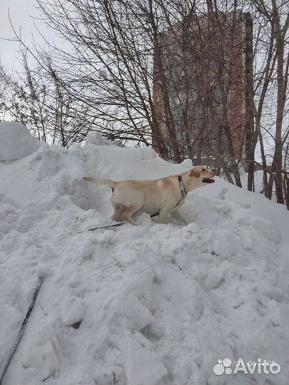 Вязка собак