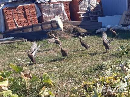 Семья индийский бегунок