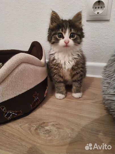 Кошка в дар