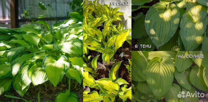Саженцы хосты (10 сортов)