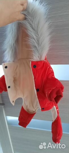 Одежда для собак мелких пород