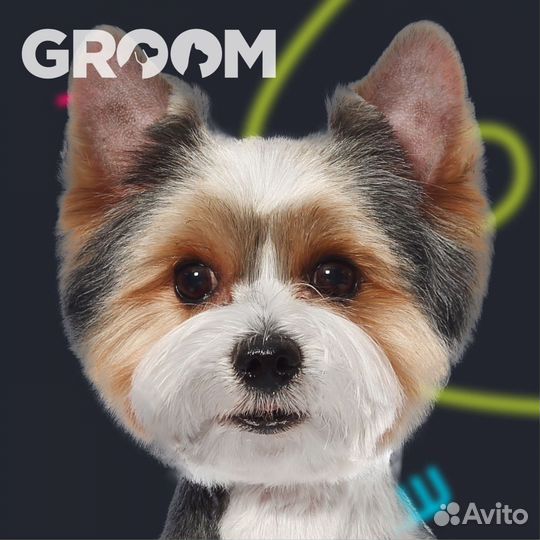 Модель йоркширского терьера на стрижку