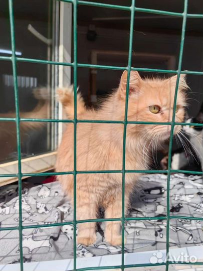 Кошки из приюта бесплатно