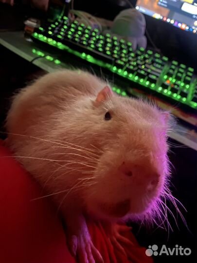 Нутрия ищет нового ответственного хозяина