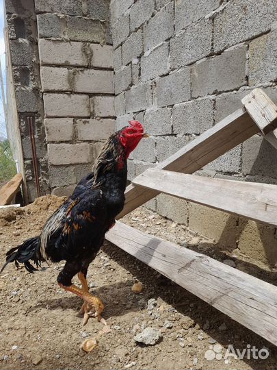 Бойцовые петухи