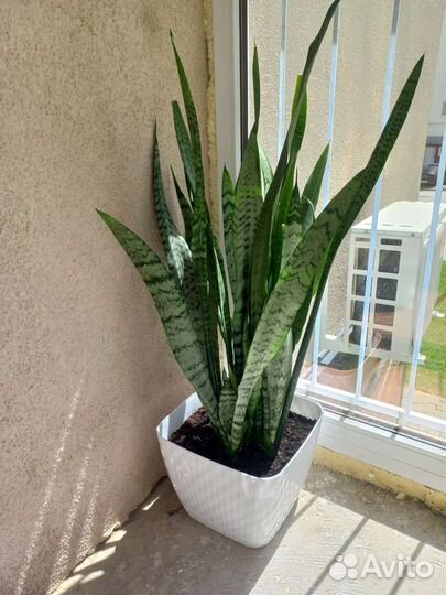 Сансевиерия