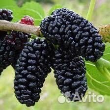 Шелковица плакучая пендула