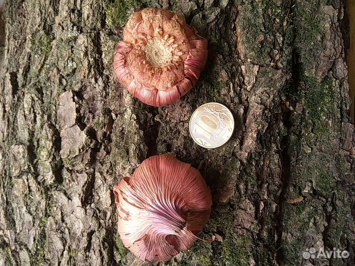 Гладиолус, фрезия, анемона