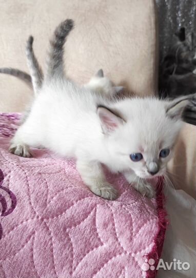 Тайские котята