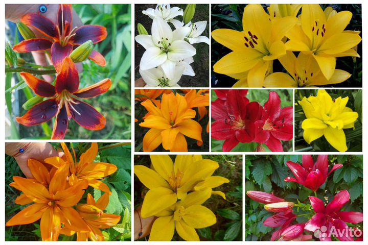 Рассада многолетних цветов. Флоксы Ирис Очиток