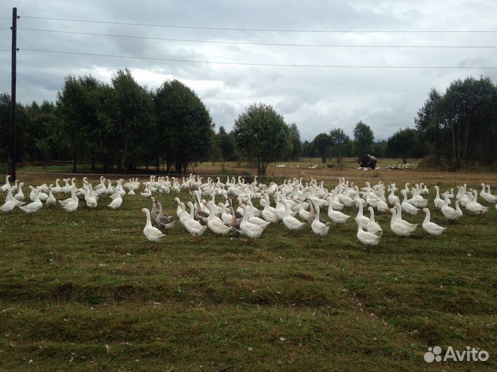 Гусята суточные и старше 2024 опт/розница