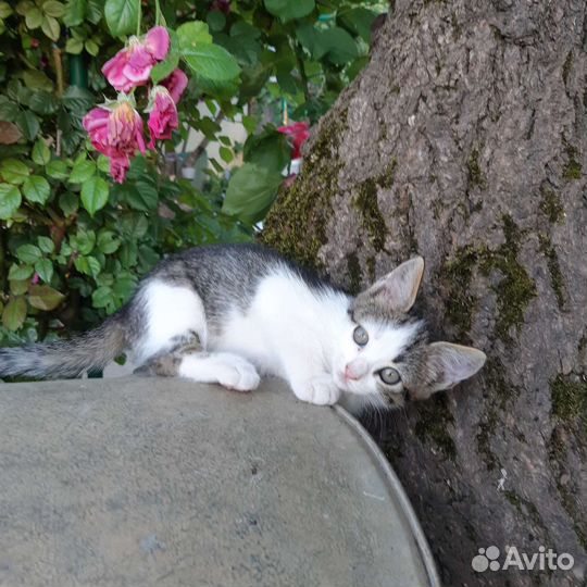 Кошечка в добрые руки