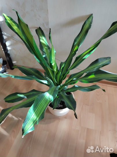 Драцена душистая, Стрелиция Королевская