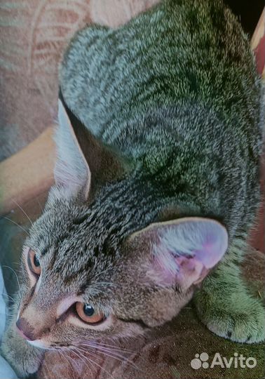 Молодой кот Семён ищет дом