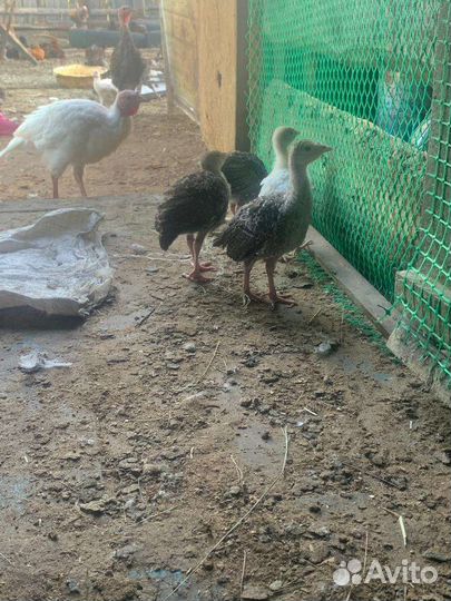 Индюки индюшата