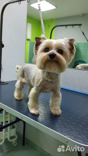 Стрижка собак и кошек