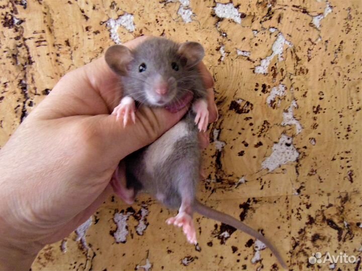Крысы, крысята - дамбо, стандарт, клетки. гамак