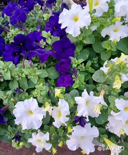 Петуния ампельная и кустовая