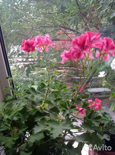 Пеларгония герань королевская