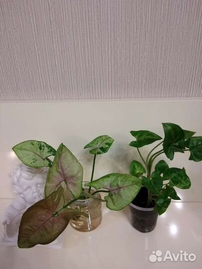 Сингониумы