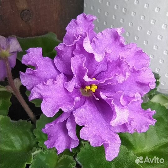 Сортовые фиалки