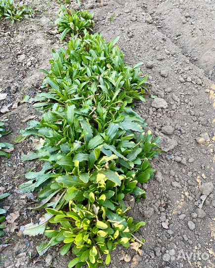 Ромашка саженцы