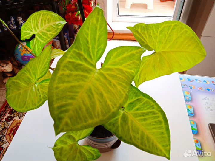 Комнатные цветы