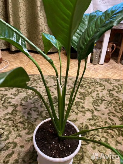 Спатифиллум королевский