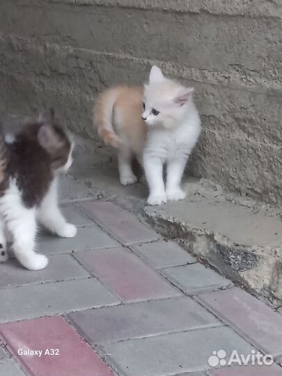 Котята в добрые руки. Трикомочка счастья)