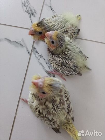 Кореллы птенцы 45 дней