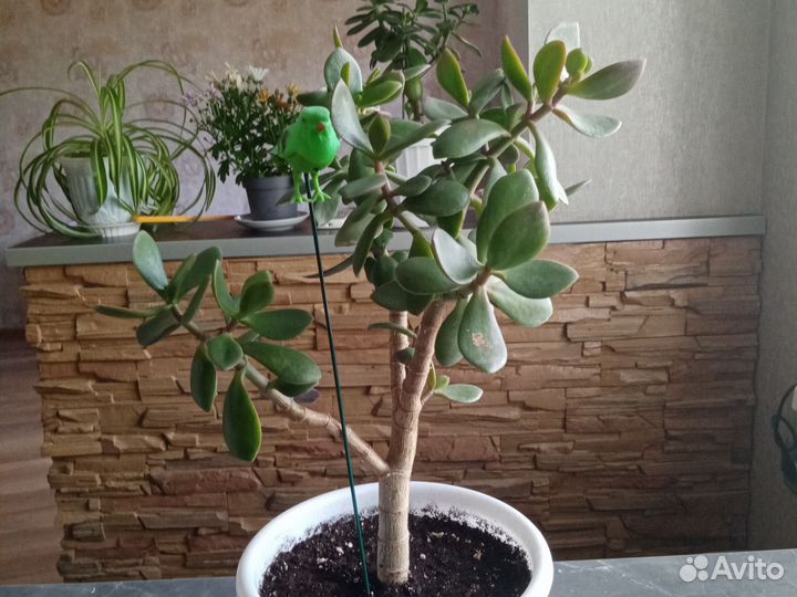 Толстянка, крассула