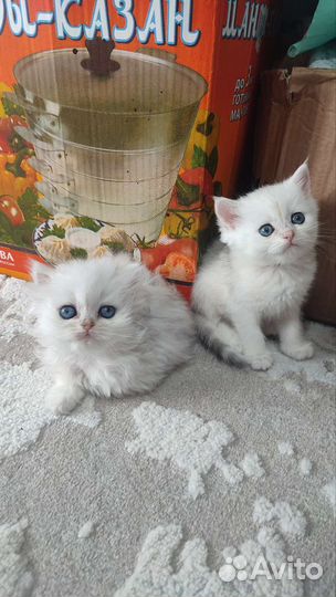 Британские котята серебристая шиншилла